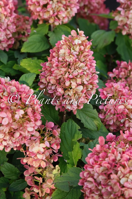 Hydrangea paniculata ‘GRHP10’ (MOJITO)