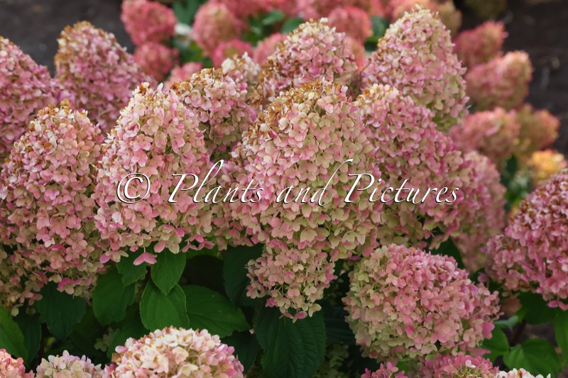 Hydrangea paniculata ‘LC NO11’ (LIVING SUGAR RUSH)