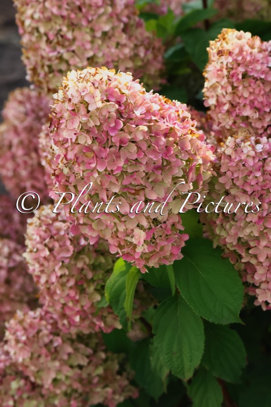 Hydrangea paniculata ‘LC NO11’ (LIVING SUGAR RUSH)