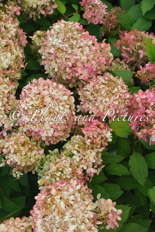 Hydrangea paniculata ‘Limelight’