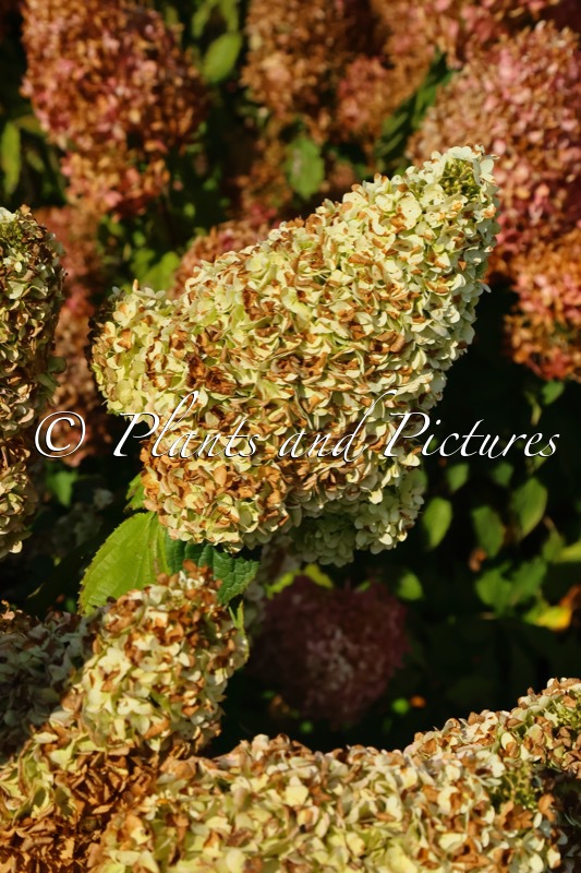 Hydrangea paniculata ‘Kolmagimo’ (MAGICAL MOONLIGHT)