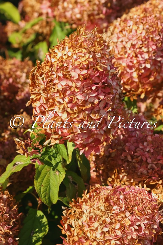 Hydrangea paniculata ‘Phantom’