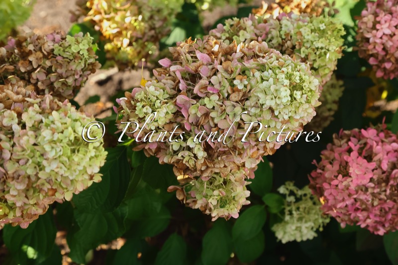 Hydrangea paniculata ‘Silver Dollar’