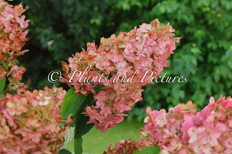 Hydrangea paniculata ‘Pee Wee’