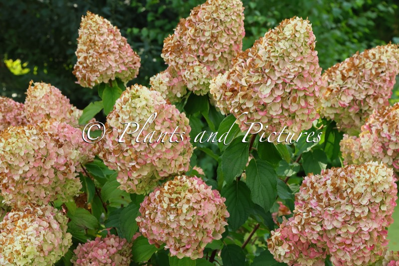Hydrangea paniculata ‘Polar Bear’