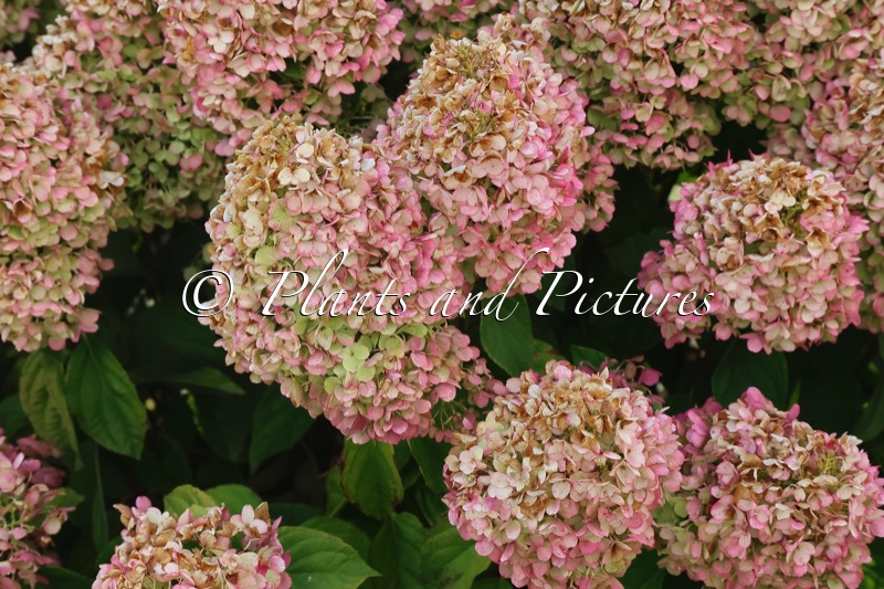 Hydrangea paniculata ‘LC NO5’ (LIVING SUMMER SNOW)
