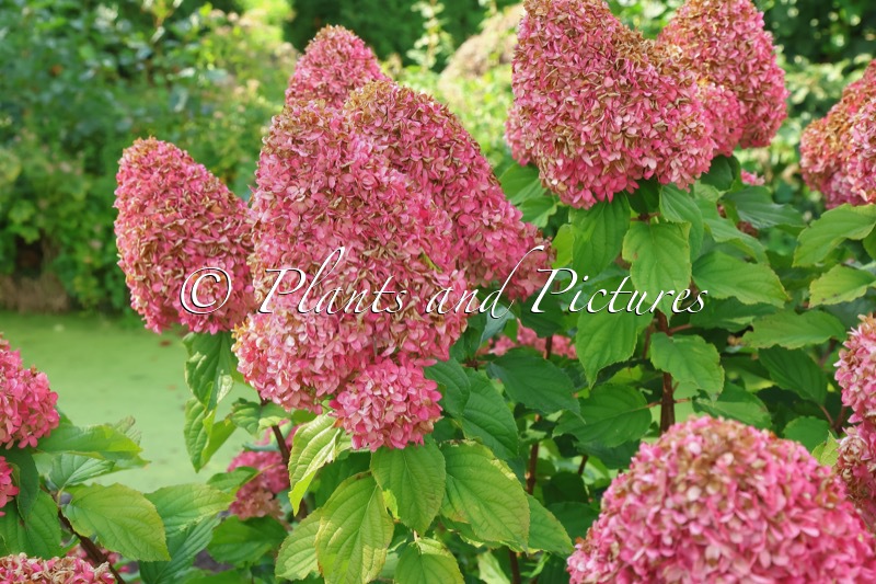 Hydrangea paniculata ‘LC NO2’ (LIVING CANDY LOVE)