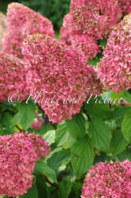 Hydrangea paniculata ‘LC NO2’ (LIVING CANDY LOVE)