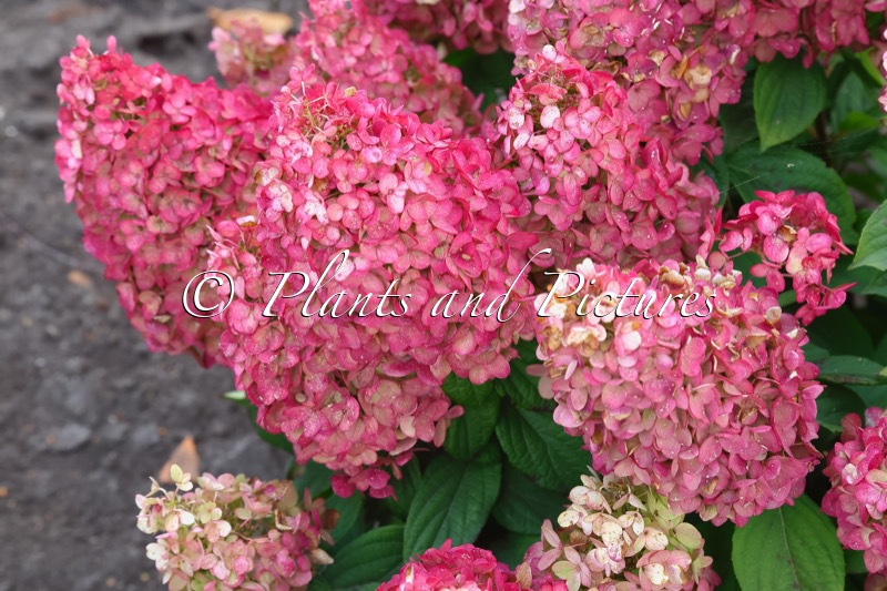 Hydrangea paniculata ‘LC NO15’ (LIVING COLOURFUL COCKTAIL)