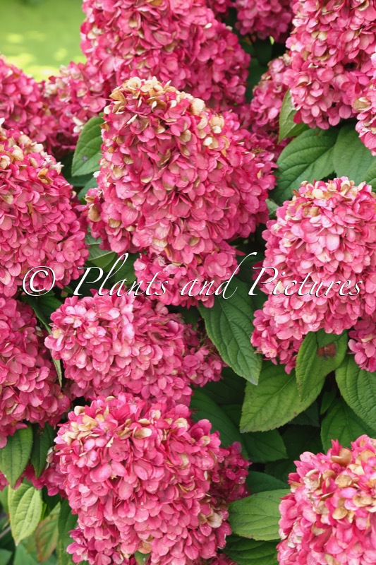 Hydrangea paniculata ‘GRHP12’ (BONFIRE)