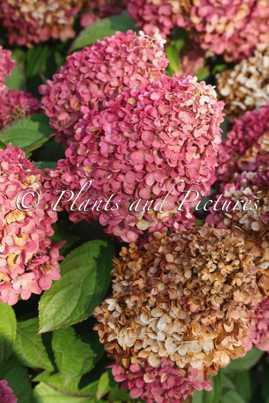 Hydrangea paniculata ‘LC NO19’ (LIVING RED VELVET)