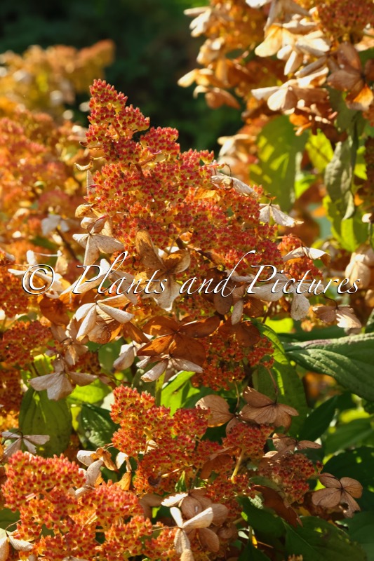 Hydrangea paniculata ‘Mid Late Summer’