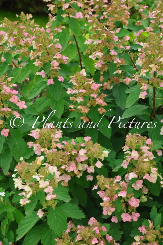Hydrangea paniculata ‘Greenspire’