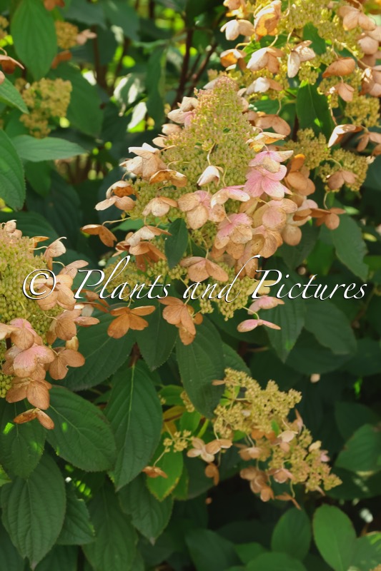 Hydrangea paniculata ‘Pink Cloud’