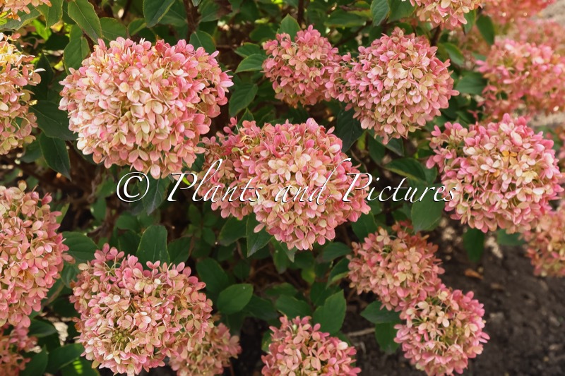 Hydrangea paniculata ‘HYLV17520’ (PINKLIGHT)