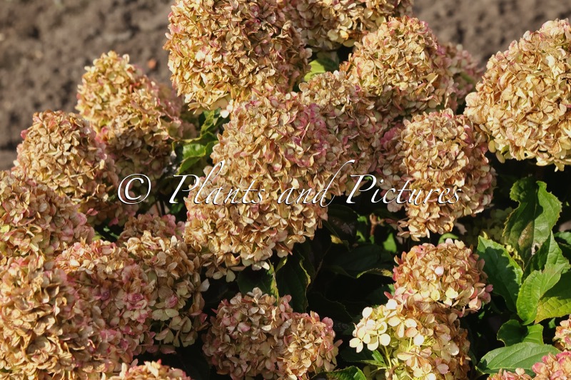 Hydrangea paniculata LIVINGNO1633-1