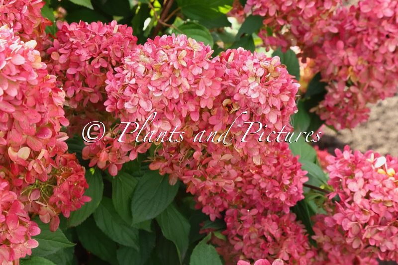 Hydrangea paniculata ‘ROU201406’ (GRAFFITI)