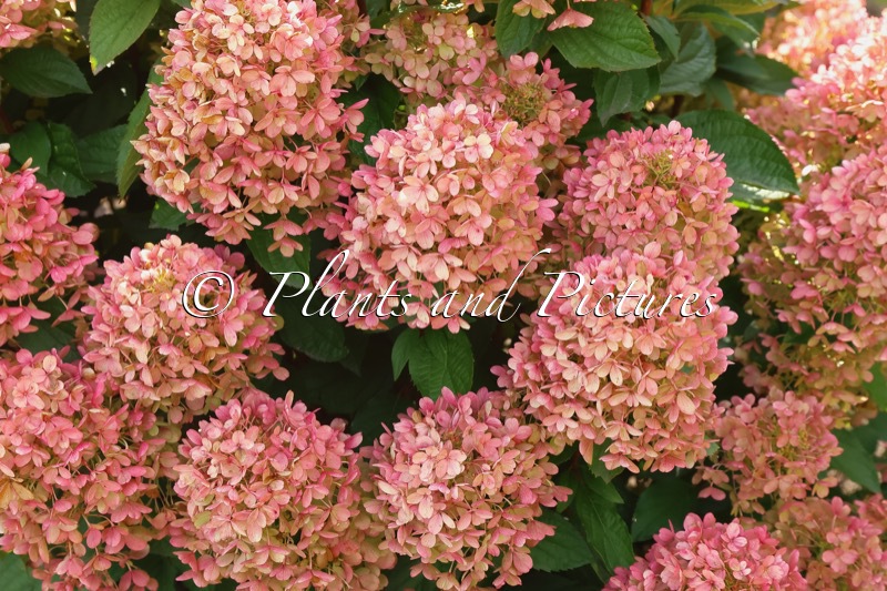 Hydrangea paniculata ‘LC NO17’ (LIVING MILK & HONEY)
