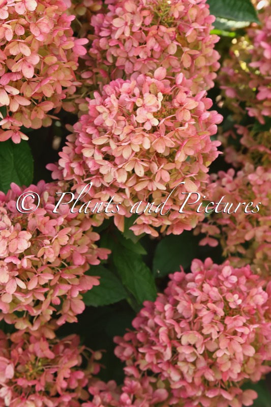 Hydrangea paniculata ‘LC NO17’ (LIVING MILK & HONEY)