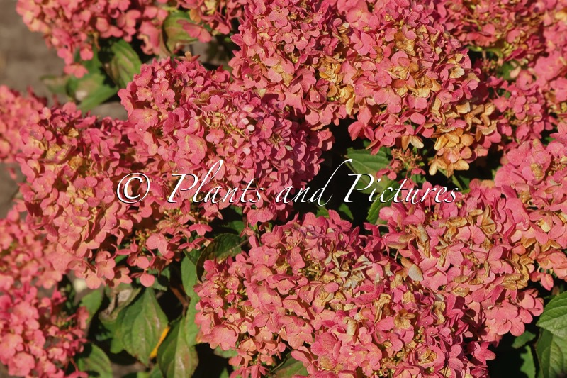Hydrangea paniculata ‘LC NO16’ (LIVING LITTLE ROSY)