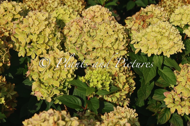 Hydrangea paniculata ‘LC NO24’ (GROUNDBREAKER GREENY)