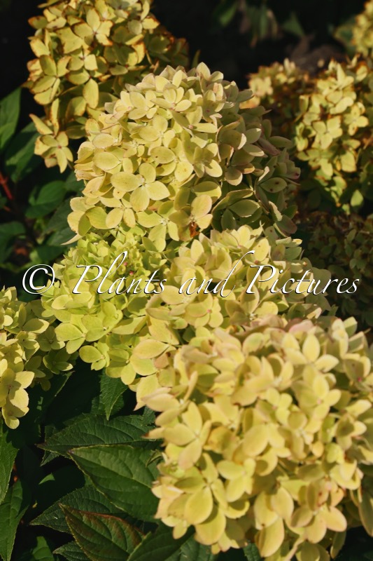 Hydrangea paniculata ‘LC NO24’ (GROUNDBREAKER GREENY)