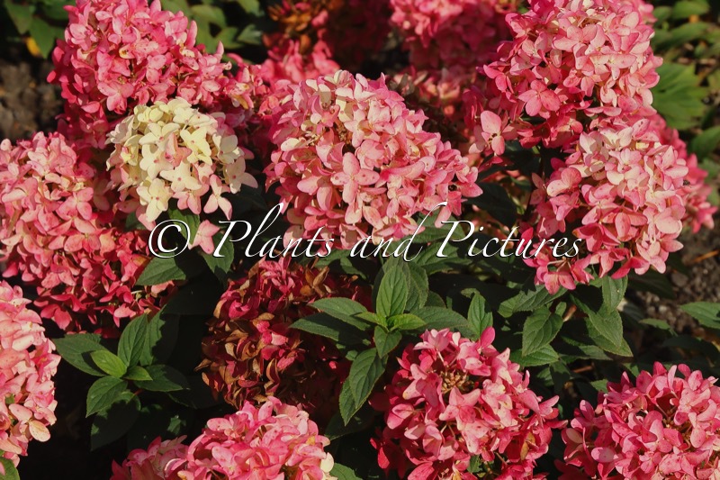 Hydrangea paniculata GROUNDBREAKER ROSY