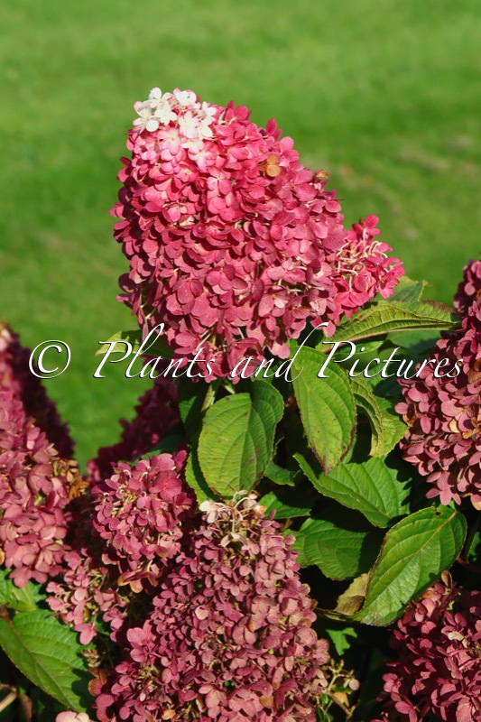 Hydrangea paniculata ‘LC NO19’ (LIVING RED VELVET)