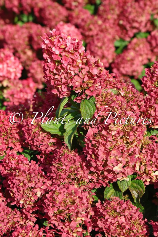 Hydrangea paniculata ‘LC NO16’ (LIVING LITTLE ROSY)