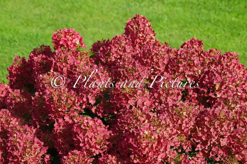 Hydrangea paniculata ‘LC NO16’ (LIVING LITTLE ROSY)