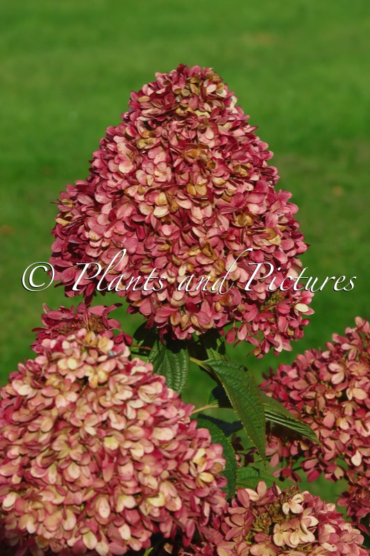 Hydrangea paniculata ‘LC NO20’ (LIVING LITTLE LOVE)