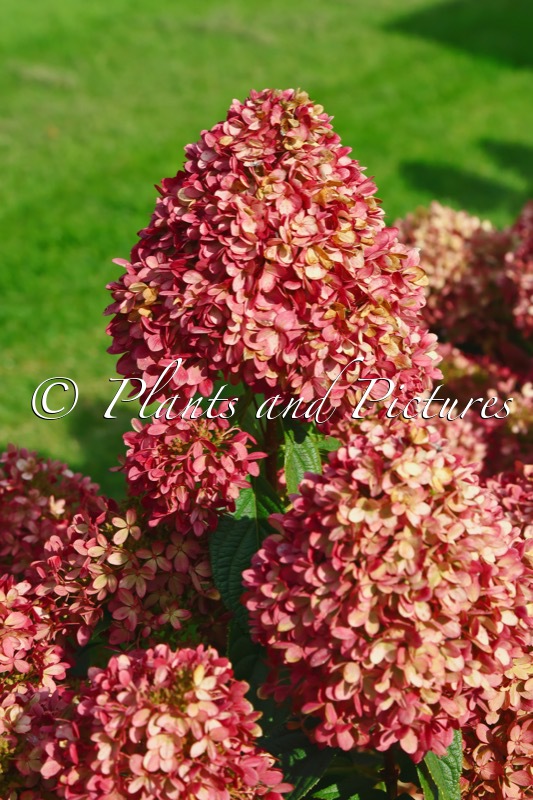 Hydrangea paniculata ‘LC NO20’ (LIVING LITTLE LOVE)