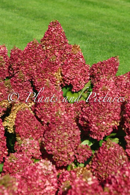 Hydrangea paniculata ‘LC NO12’ (LIVING PINKY PROMISE)