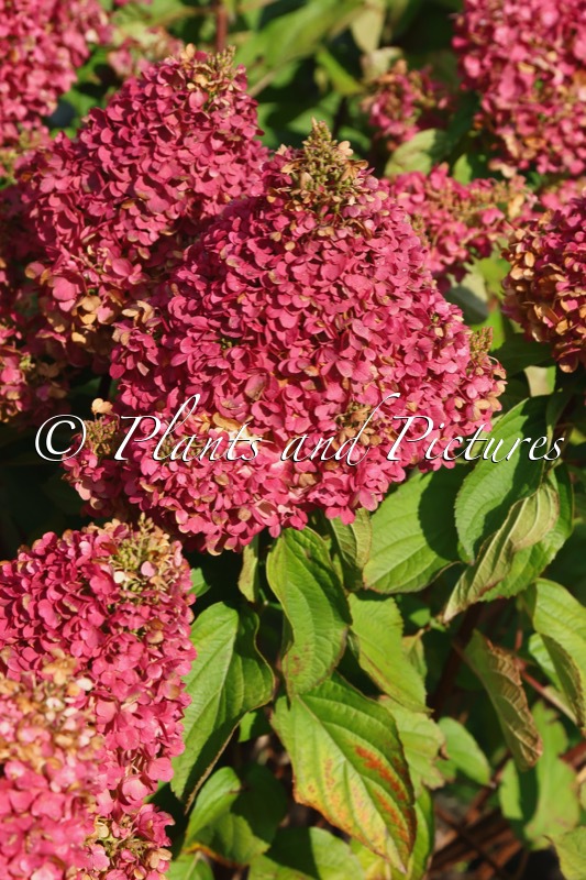 Hydrangea paniculata ‘LC NO12’ (LIVING PINKY PROMISE)