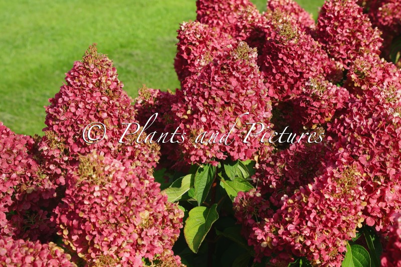 Hydrangea paniculata ‘LC NO12’ (LIVING PINKY PROMISE)