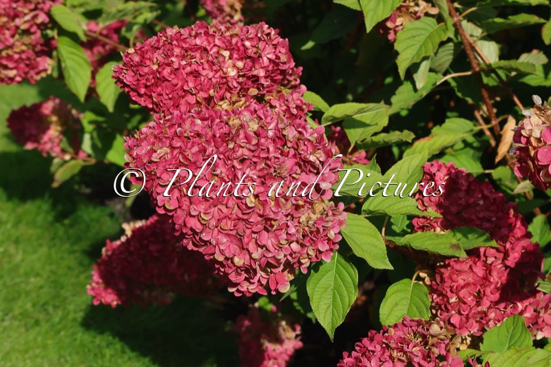 Hydrangea paniculata ‘LC NO14’ (LIVING PINK & ROSE)