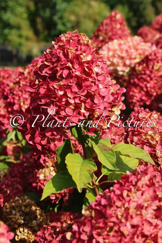 Hydrangea paniculata ‘LC NO14’ (LIVING PINK & ROSE)