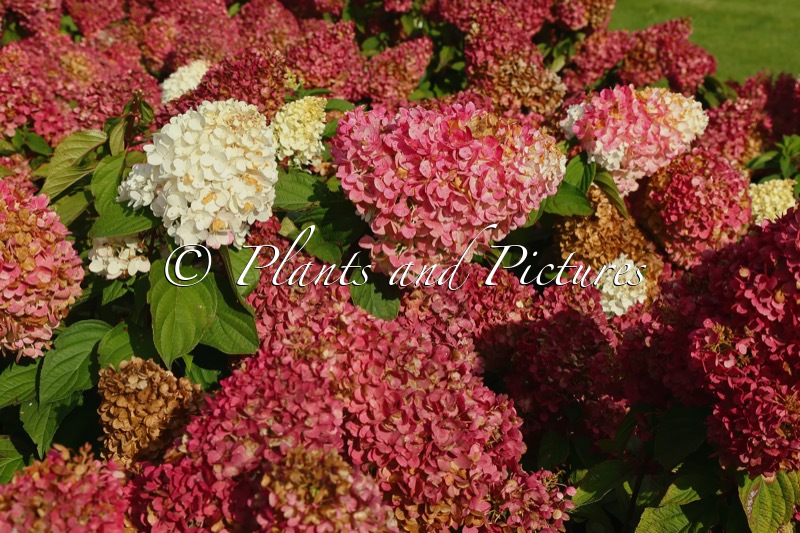 Hydrangea paniculata ‘LC NO3’ (LIVING STRAWBERRY BLOSSOM)