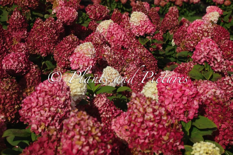 Hydrangea paniculata ‘LC NO15’ (LIVING COLOURFUL COCKTAIL)