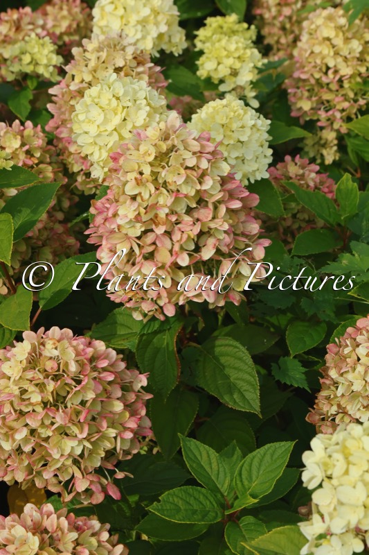 Hydrangea paniculata ‘LC NO18’ (LIVING LITTLE PASSION)