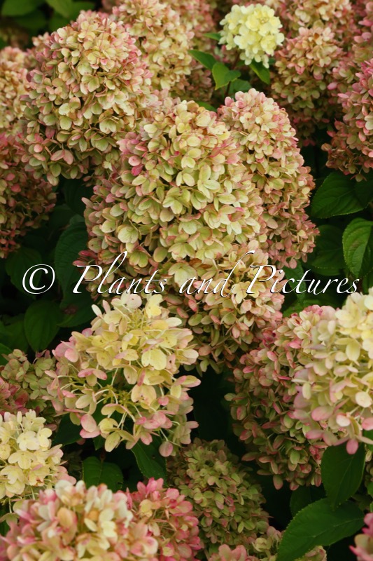 Hydrangea paniculata ‘LC NO18’ (LIVING LITTLE PASSION)