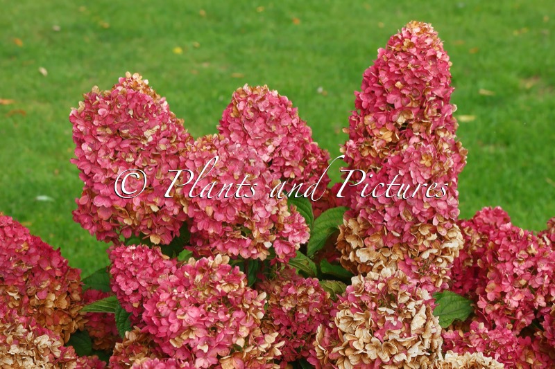 Hydrangea paniculata ‘LC NO8’ (LIVING LITTLE BLOSSOM)