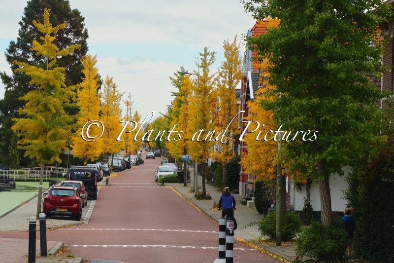Ginkgo biloba