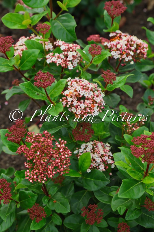Viburnum tinus ‘Lisarose’