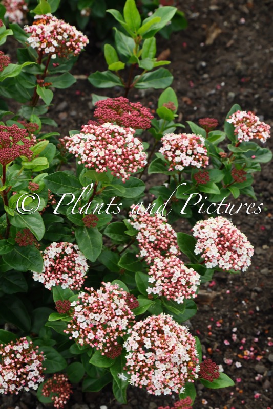 Viburnum tinus ‘Lisarose’