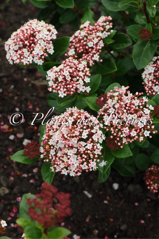 Viburnum tinus ‘Lisarose’