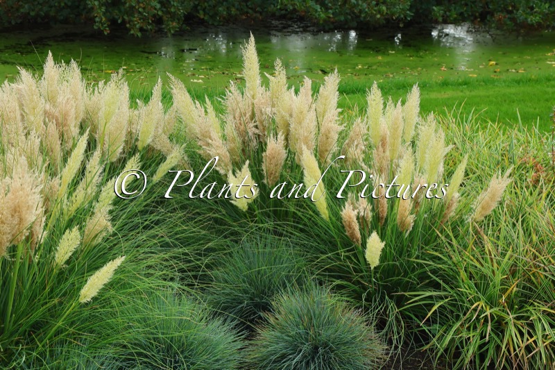 Cortaderia selloana ‘Day1’ (TINY PAMPA)