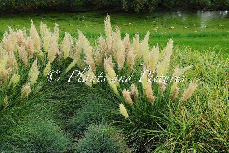 Cortaderia selloana ‘Day1’ (TINY PAMPA)