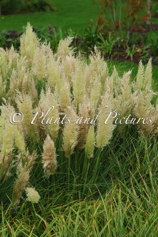 Cortaderia selloana ‘Day1’ (TINY PAMPA)