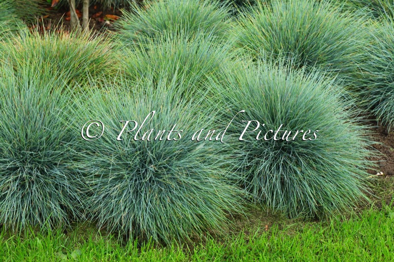 Festuca glauca ‘Azurit’